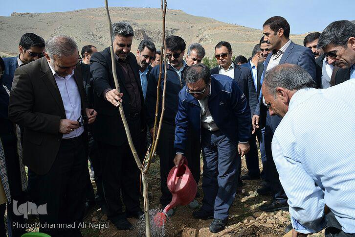 گزارش تصویری غرس درخت در بام لرستان
