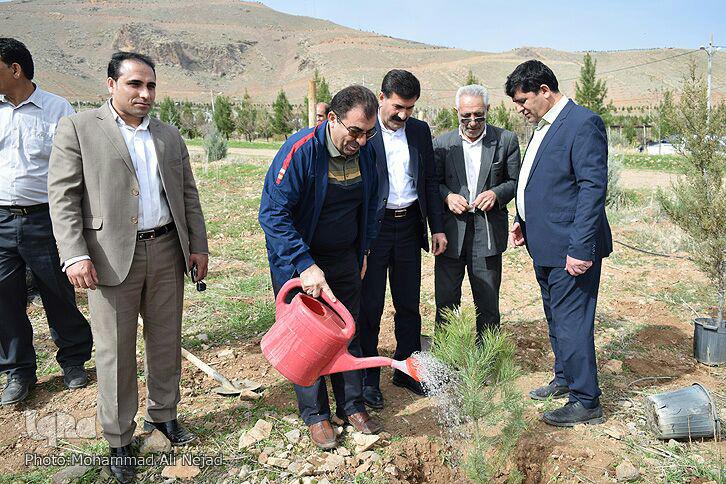 گزارش تصویری غرس درخت در بام لرستان