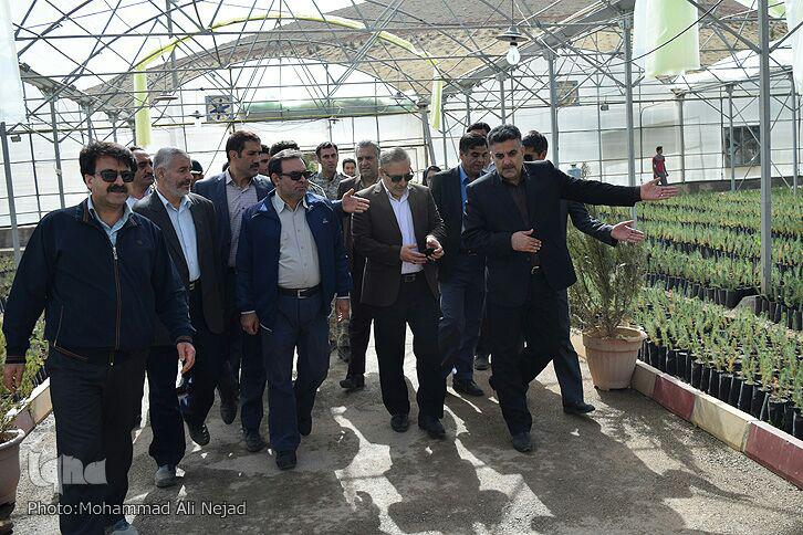 گزارش تصویری غرس درخت در بام لرستان
