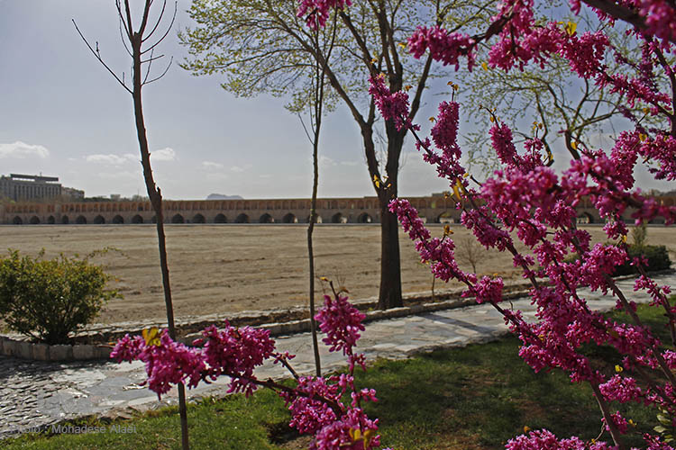 نرم نرمک میرسد اینک بهار