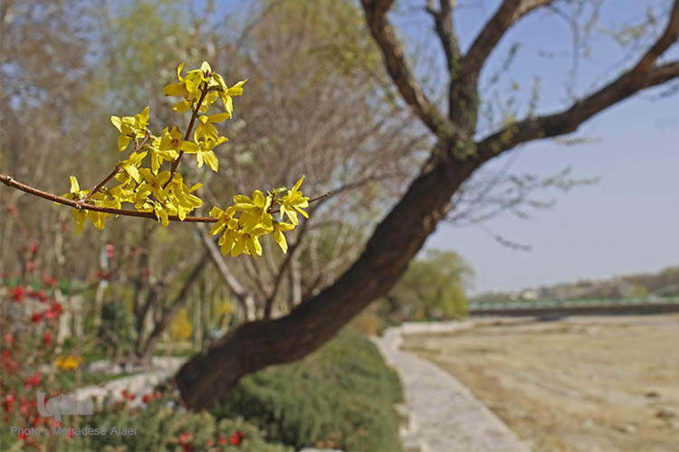 نرم نرمک میرسد اینک بهار