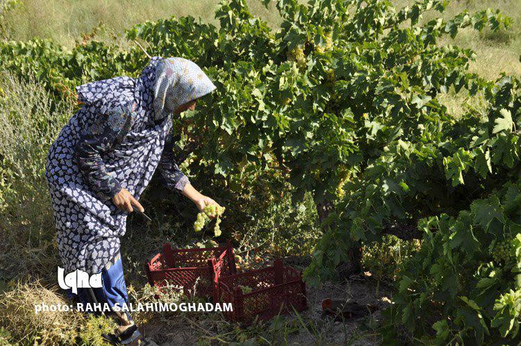 بازدید از طرح‌های اشتغال‌زایی کمیته امداد امام(ره) خراسان‌جنوبی