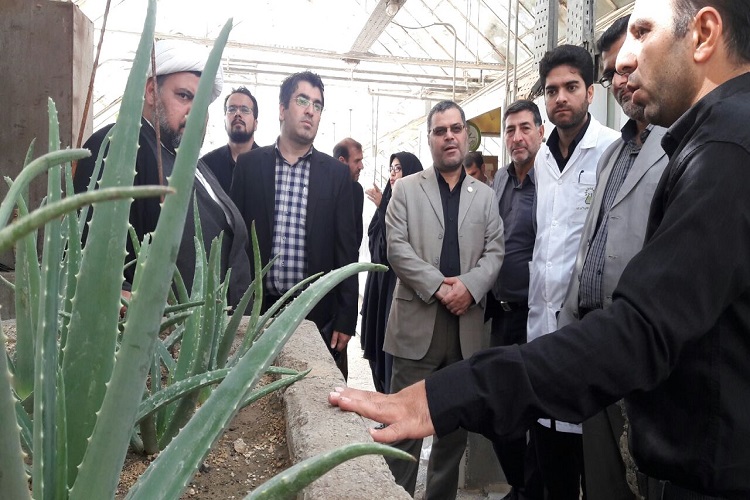 بازدید مدیران جهاددانشگاهی و مدیران دانشگاه حضرت معصومه(س) از مرکز تحقیقات گیاهان دارویی جهاددانشگاهی