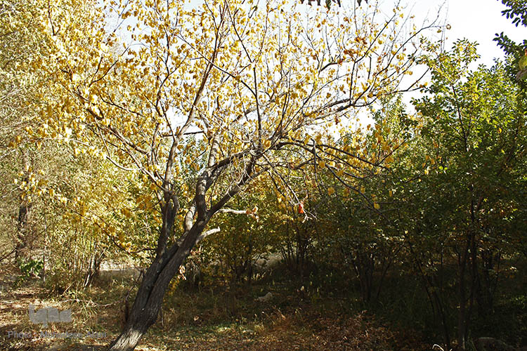 پاییز