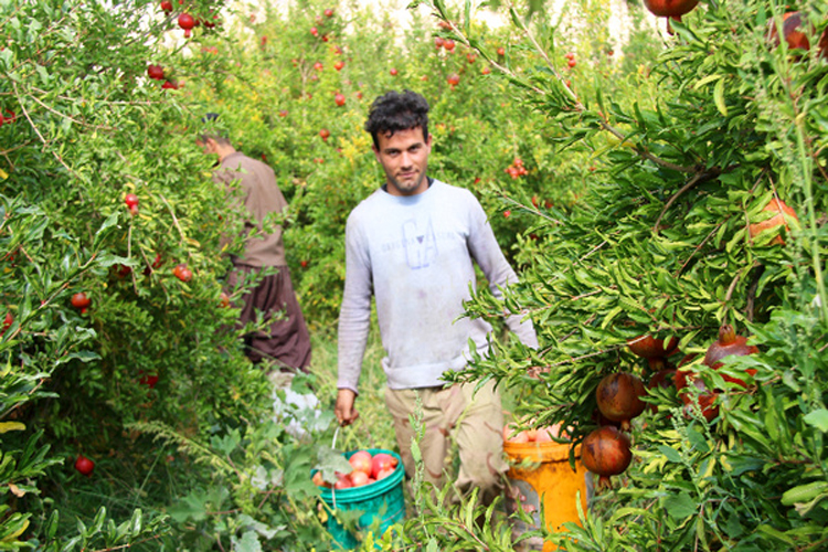کوهدشت؛ سرزمین یاقوتهای سرخ کوهدشت؛ سرزمین یاقوتهای سرخ