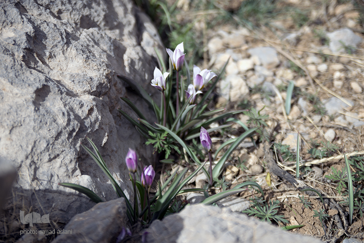 روز طبیعت