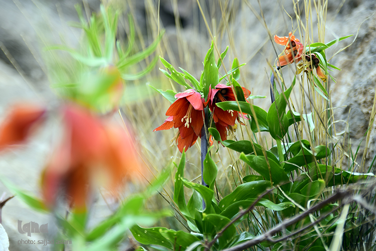 روز طبیعت
