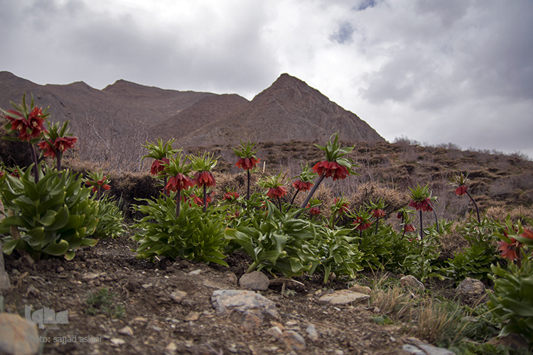 لاله های واژگون در روستای دره بید لاله های واژگون در روستای دره بید