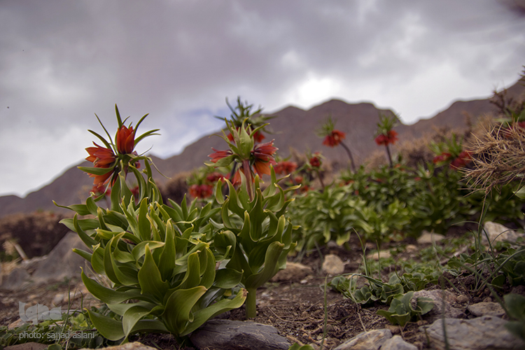 لاله های واژگون در روستای دره بید لاله های واژگون در روستای دره بید