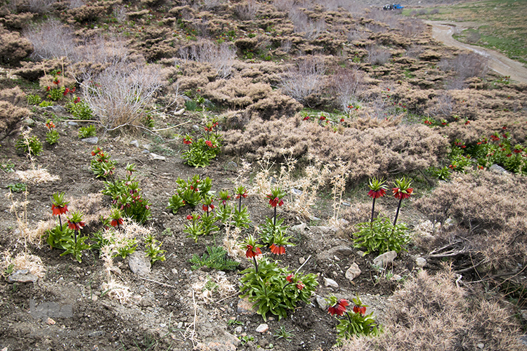 لاله های واژگون در روستای دره بید لاله های واژگون در روستای دره بید