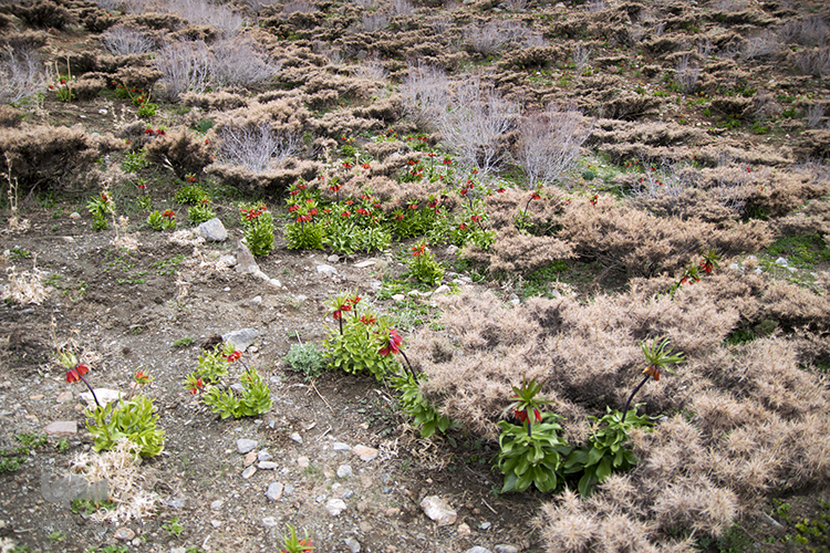 لاله های واژگون در روستای دره بید لاله های واژگون در روستای دره بید