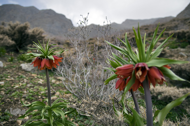 لاله های واژگون در روستای دره بید لاله های واژگون در روستای دره بید