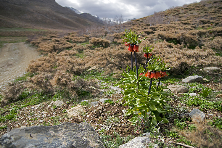 لاله های واژگون در روستای دره بید لاله های واژگون در روستای دره بید