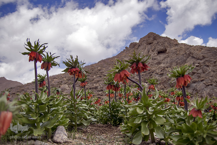 لاله های واژگون در روستای دره بید لاله های واژگون در روستای دره بید
