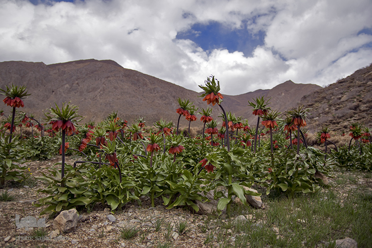 لاله های واژگون در روستای دره بید لاله های واژگون در روستای دره بید