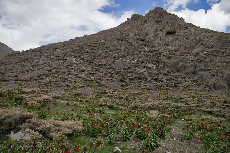 لاله های واژگون در روستای دره بید لاله های واژگون در روستای دره بید