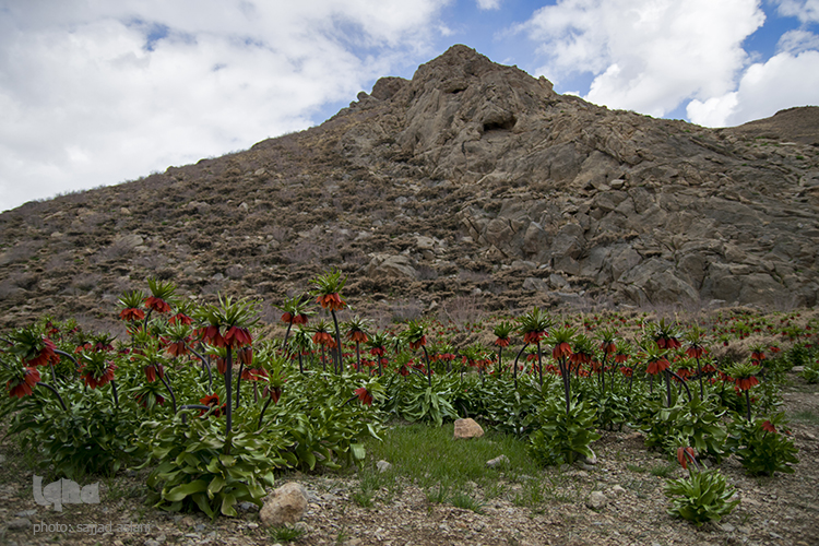 لاله های واژگون در روستای دره بید لاله های واژگون در روستای دره بید