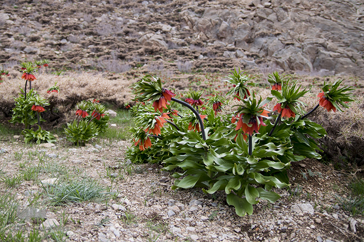 لاله های واژگون در روستای دره بید لاله های واژگون در روستای دره بید