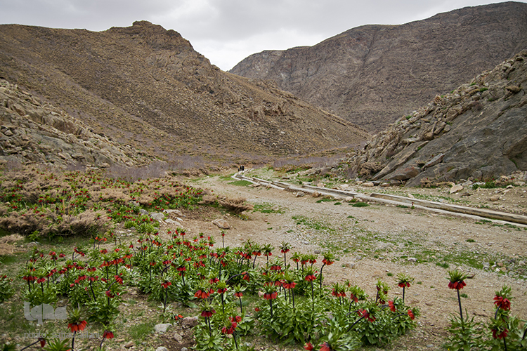 لاله های واژگون در روستای دره بید لاله های واژگون در روستای دره بید