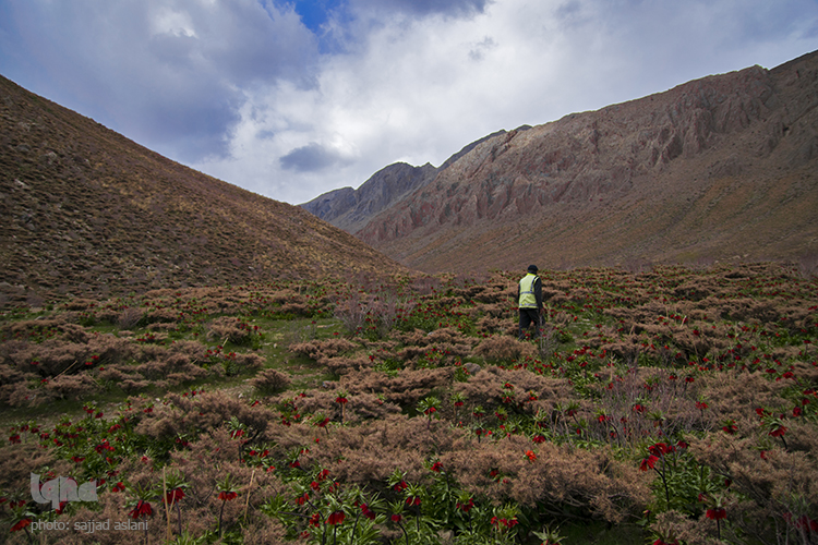 لاله های واژگون در روستای دره بید لاله های واژگون در روستای دره بید