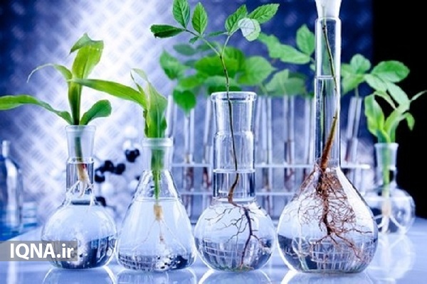 اجرای ۱۸۱ طرح تحقیقات کشاورزی در اردبیل