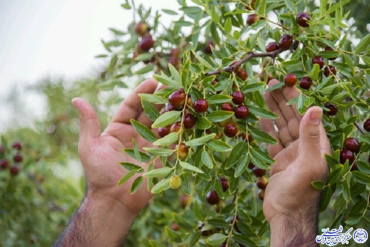 اراده&zwnj;ای از جنس تلاش و امید