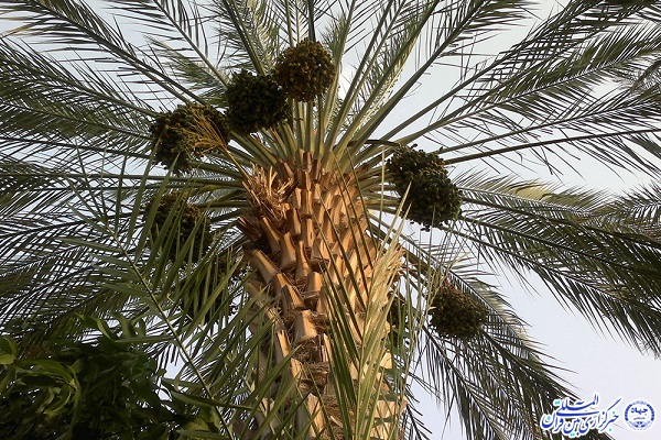 زکات؛ دستوری از جنس برکت/ طعم شیرین زندگی یک کشاورز زکات؛ دستوری از جنس برکت/ طعم شیرین زندگی یک کشاورز