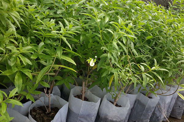 برگزاری دوره&zwnj; آموزشی &laquo;کاشت گیاهان دارویی&raquo; در راستای اشتغالزایی در تویسرکان