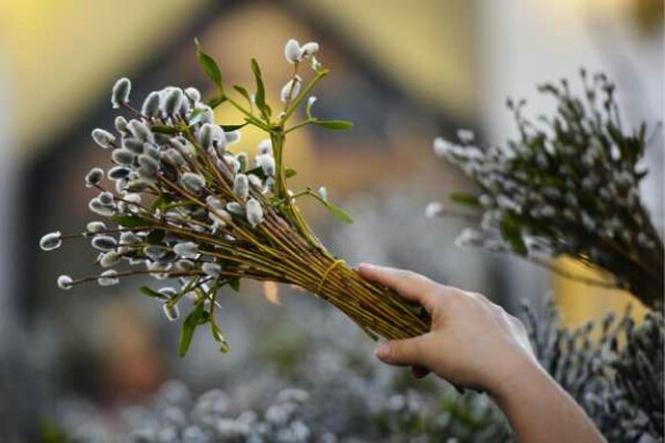 دومین جشنواره بیدمشک ارومیه برگزار می&zwnj;شود