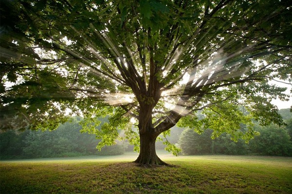 درخت؛ نماد سبز  زندگی