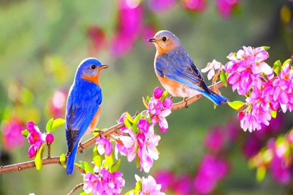 آیاتی که همه در وصف بهار است