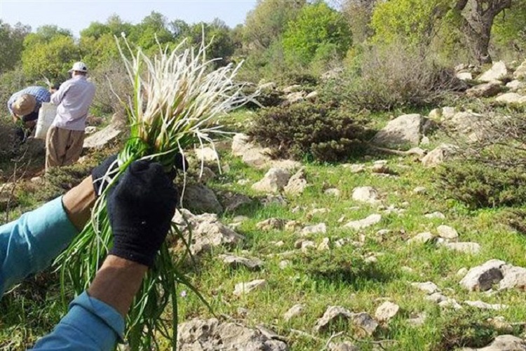 نهضت علف&zwnj;خواری؛ بلای جان گونه&zwnj;های گیاهی کهگیلویه و بویراحمد