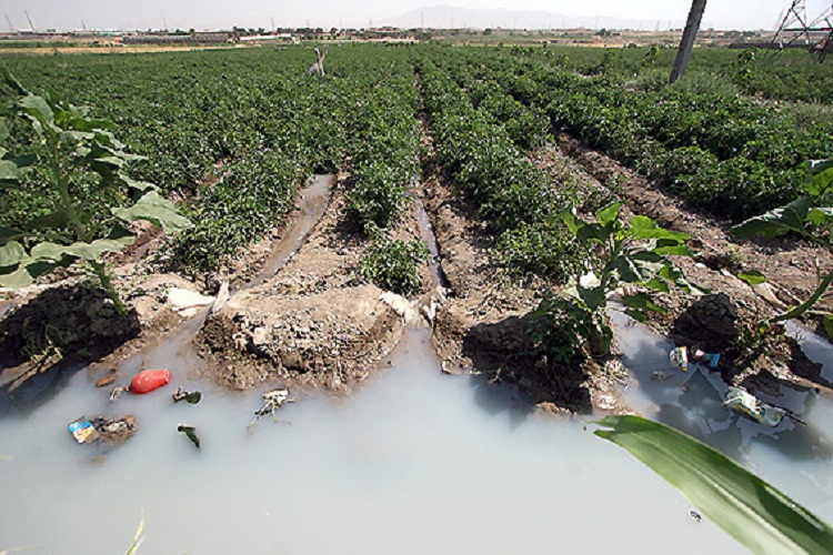 &laquo;سبزی با طعم فاضلاب&raquo; در یکی از روستاهای کهگیلویه
