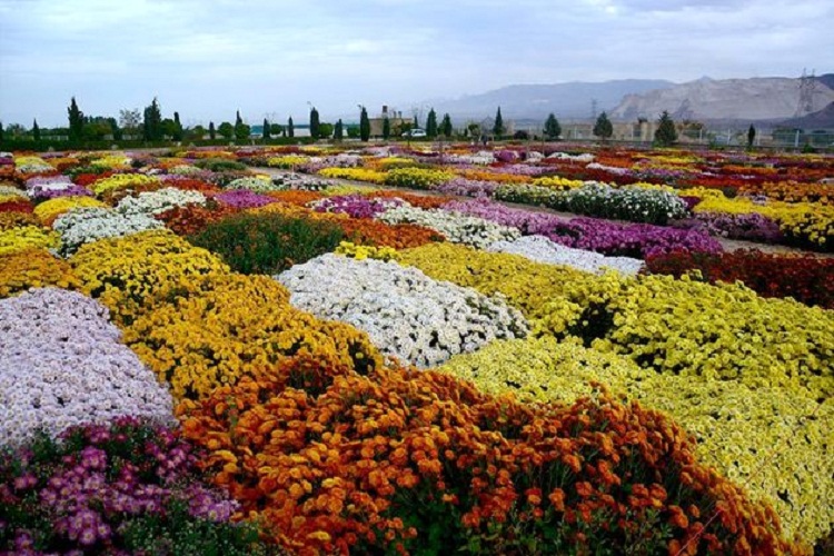 برگزاری جشنواره &laquo;گل&zwnj;های داوودی&raquo; در لرستان