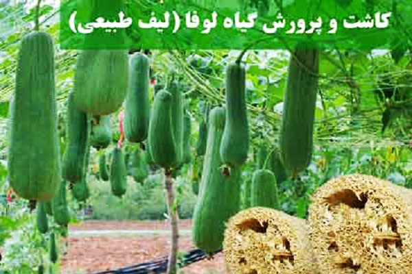 کارآفرینی یک &laquo;طلبه&raquo; با تولید لیف از یک گیاه ناشناخته