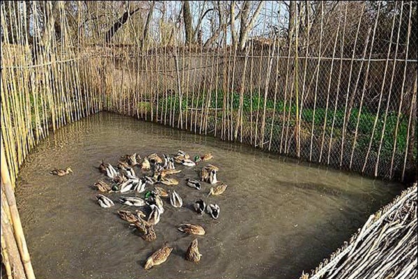 تاکسیدرمی درنای سیبری تا انفجارهای هسته&zwnj;ای