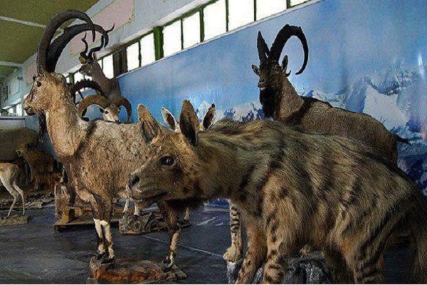 تاکسیدرمی تحقیقات در ویترین ادارات!!