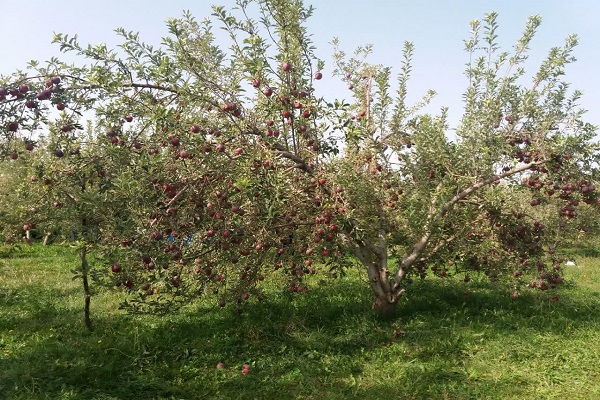 آغاز آیین شکرگزاری برداشت سیب در فرسفج