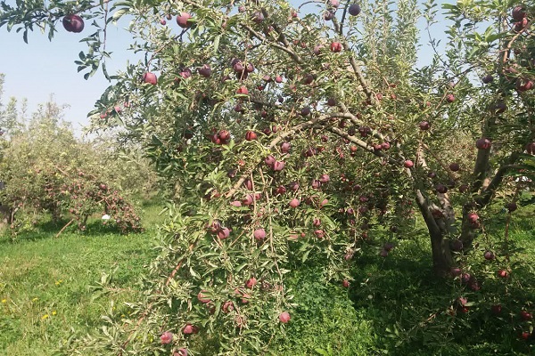 آغاز آیین شکرگزاری برداشت سیب در فرسفج