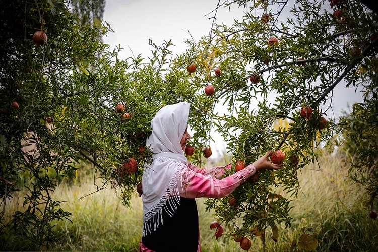 مراسم شکرانه برداشت انار در روستای انبوه برگزار می&zwnj;شود