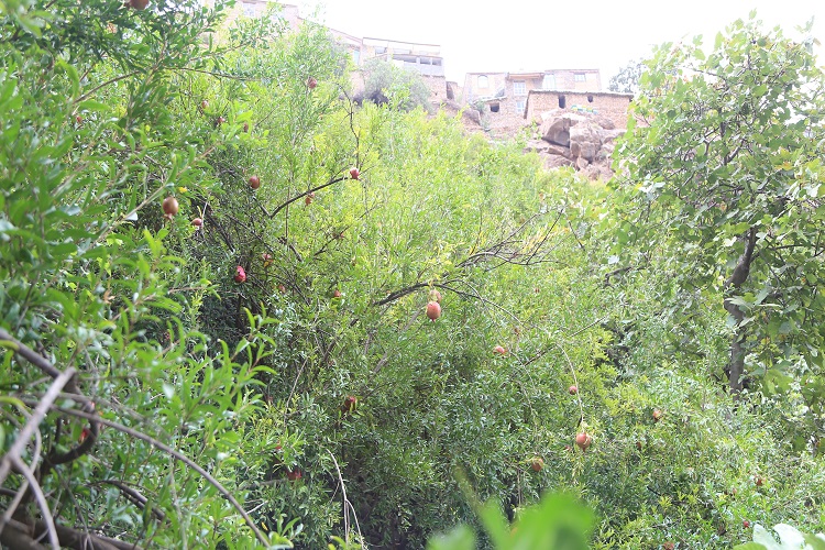 میزبانی باران از جشنواره &laquo;هه&zwnj;نار&raquo;