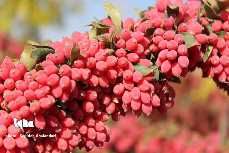 خوشه‌هایی که برکت می‌آورد