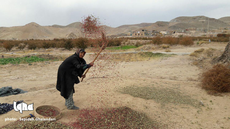 خوشه‌هایی که برکت می‌آورد