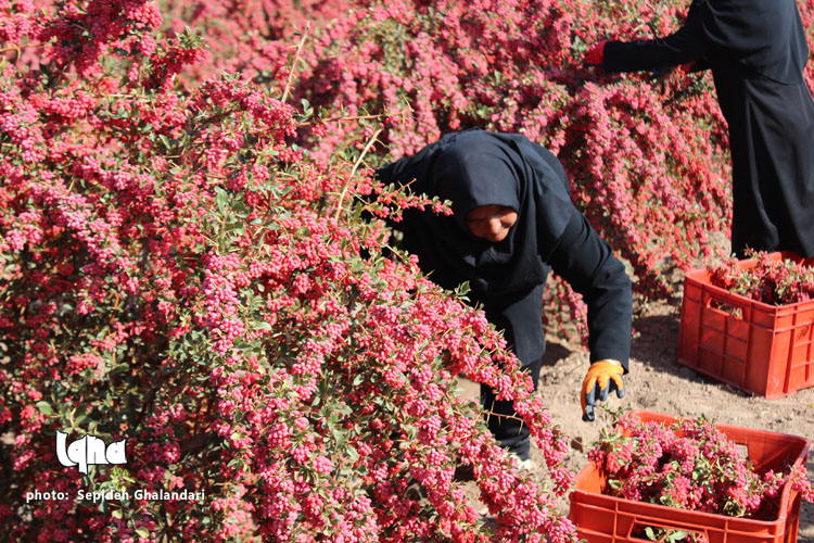 خوشه‌هایی که برکت می‌آورد