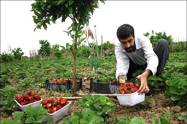مشکلات و موانع اشتغال روستایی رفع میشود مشکلات و موانع اشتغال روستایی رفع میشود