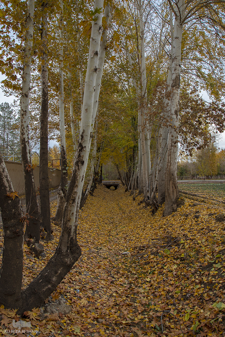 پاییز در رنگ نارنجی