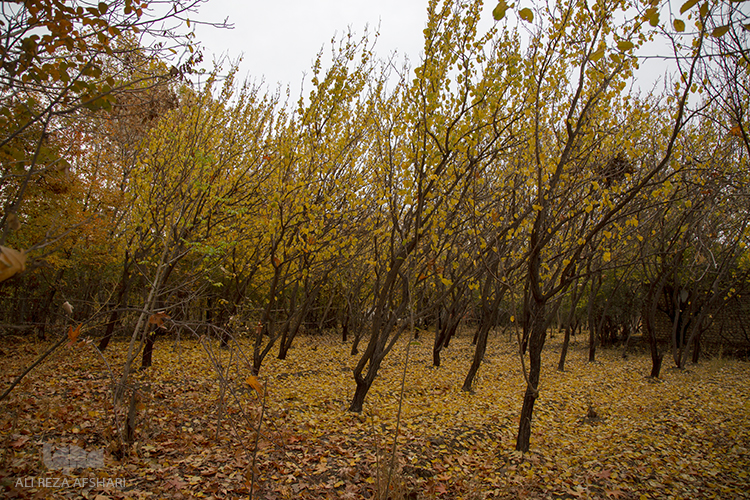 پاییز در رنگ نارنجی