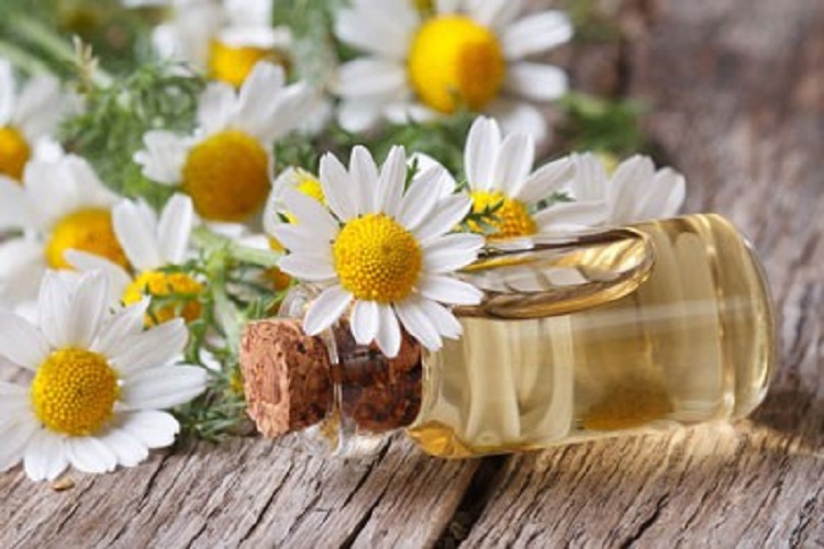 اشتغالزایی 12 هزار خانوار در گروی توسعه گیاهان دارویی کهگیلویه و بویراحمد اشتغالزایی 12 هزار خانوار در گروی توسعه گیاهان دارویی کهگیلویه و بویراحمد