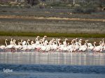 ورود فلامینگو ها به استان البرز