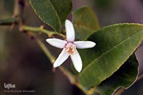 شکوفه های زمستانی درختان مبارک آباد شفت